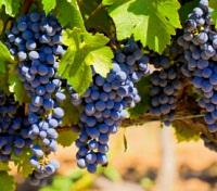 Red Grapes in the Penedès Wine Region